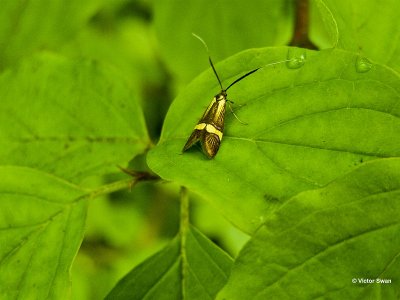 Geelbandlangsprietmot Nemophora Degeerella.jpg