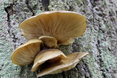 Groene schelpzwam Panellus serotinus.jpg
