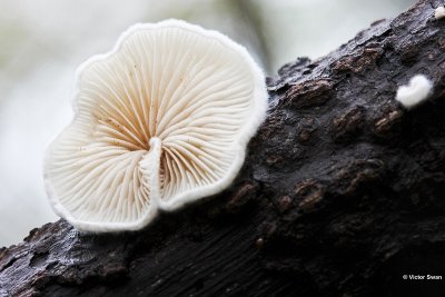 Wit oorzwammetje Crepidotus variabilis .jpg