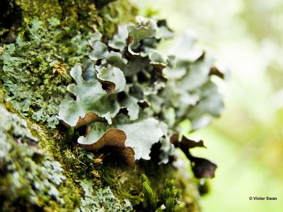 Groot schildmos Parmotrema perlatum.jpg