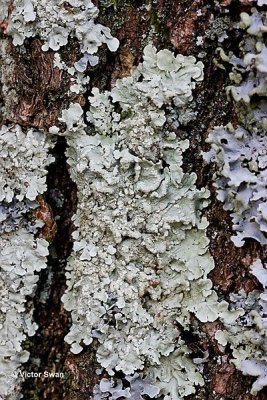 Groen boomschildmos  Flavoparmelia soredians.jpg