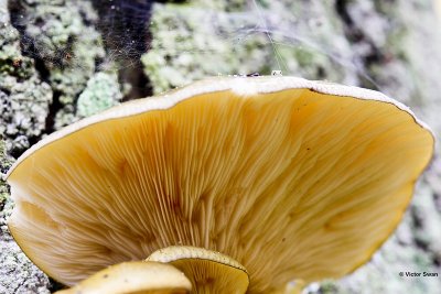 Groene schelpzwam Panellus serotinus .jpg
