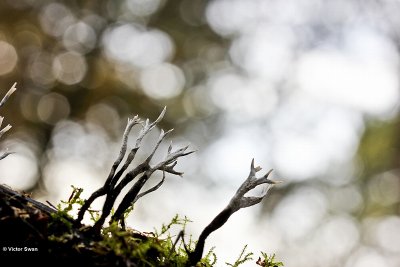 Geweizwam Xylaria hypoxylon .jpg