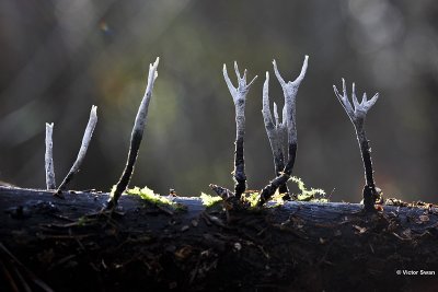 Geweizwam Xylaria hypoxylon .jpg