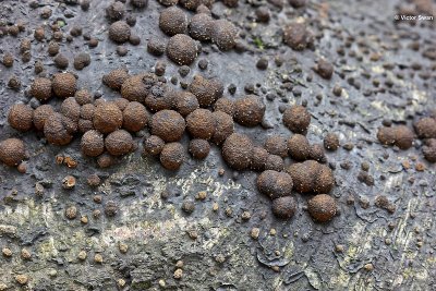 Roestbruine kogelzwam Hypoxylon fragiforme.jpg