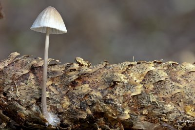 Muizenstaartzwam Baeospora myosura.jpg