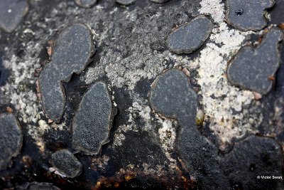 Ruwe korstkogelzwam Biscogniauxia nummularia.jpg