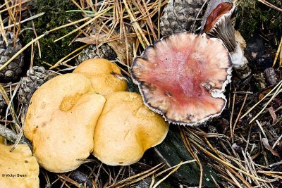 Roze Spijkerzwam Gomphidius roseus.jpg
