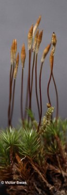 Moskapsels Ruig haarmos Polytrichum piliferum.JPG
