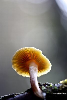 Dennenvlamhoed  Gymnopilus penetrans.jpg