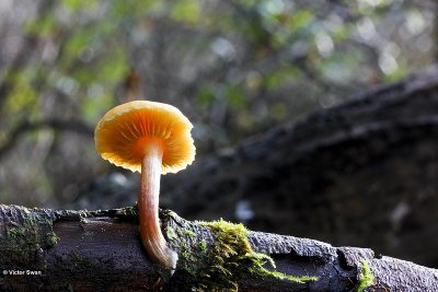 Dennenvlamhoed  Gymnopilus penetrans.jpg