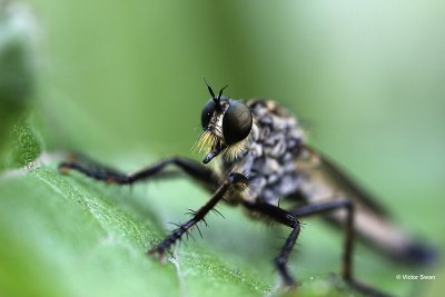 Roodbaardroofvlieg Eutolmus rufibarbis.jpg