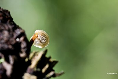 Oorlepelzwam Auriscalpium vulgare.jpg