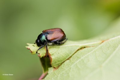 Rozenkever Phyllopertha horticola.jpg