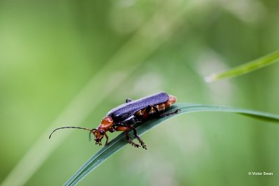 Zwart Soldaatje Cantharis rustica .jpg