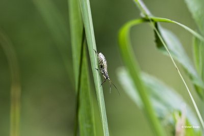 Leptopterna dolabrata.jpg