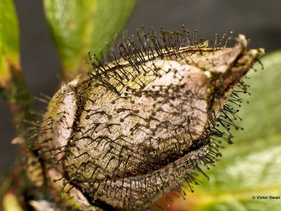 Azaleaknopvreter Pycnostysanus Azaleae.jpg