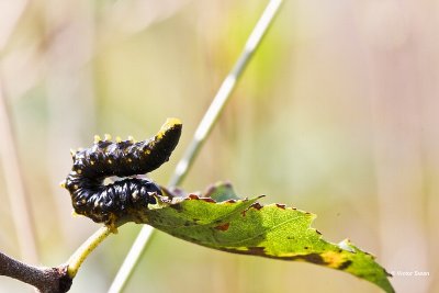 larve Berkenbladwesp - Craesus latipes.jpg