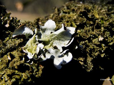 Groot Schildmos - Parmotrema perlatum.jpg