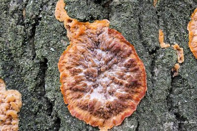 Oranje aderzwam Phlebia radiata .jpg