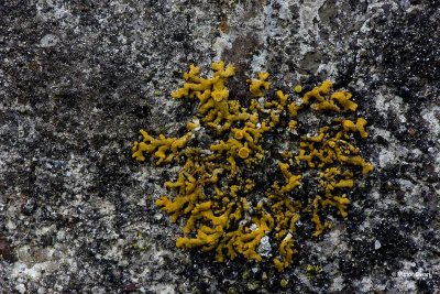 Rood dooiermos Xanthoria elegans .jpg