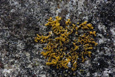 Rood dooiermos  Xanthoria elegans .jpg