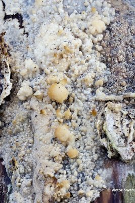 Dennenharszwam Phlebiopsis gigantea .jpg