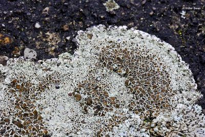 Witte Schotelkorst Lecanora chlarotera.jpg