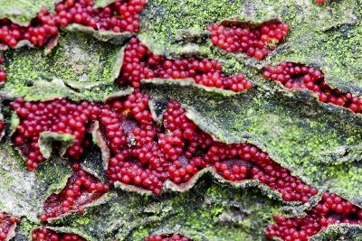 Bloedrood meniezwammetje Nectria coccinea .jpg