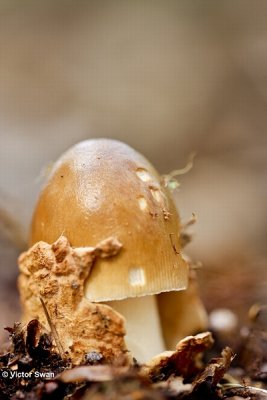 Roodbruine slanke amaniet   Amanita fulva.jpg