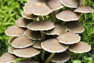 Witsteelfranjehoed Psathyrella piluliformis.jpg