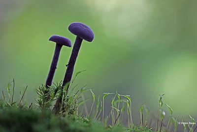 Amethistzwam Laccaria amethystina .jpg