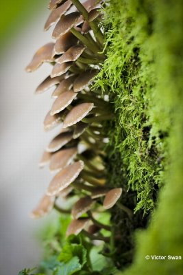 Witsteelfranjehoed Psathyrella piluliformis.jpg