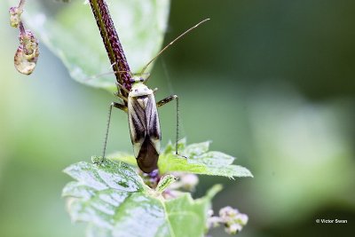 Adelphocoris quadripunctatus.jpg