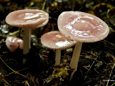 Heksenschermpje Mycena rosea.jpg