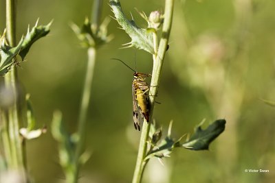 Gewone schorpioenvlieg Panorpa communis.jpg