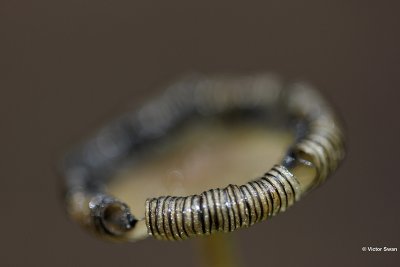 Hazenpootje Coprinus lagopus.jpg