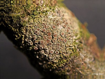 Kleine schotelkorst  Lecanora hagenii.jpg