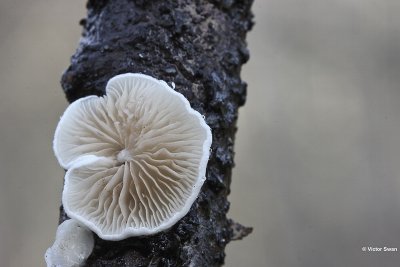 Wit oorzwammetje   Crepidotus variabilis .jpg