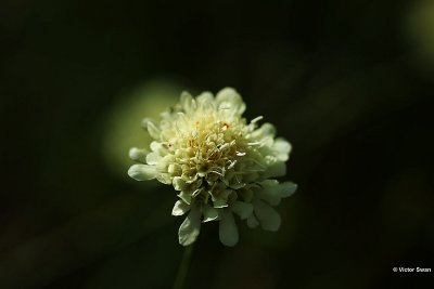 Beemdkroon  Knautia arvensis .jpg
