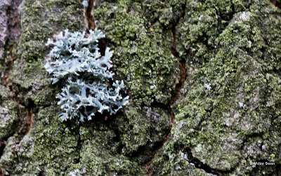 Eikenmos Evernia prunastri.jpg