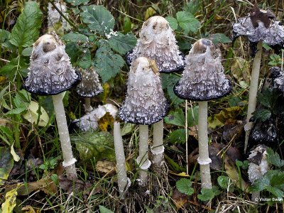 Geschubde inktzwam Coprinus comatus.jpg