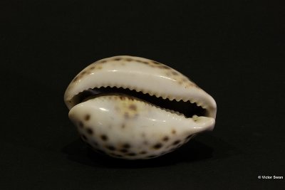 0108-X Cypraea pantherina.jpg