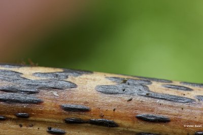 Adelaarsvarenstreepzwam Rhopographus filicinus.jpg