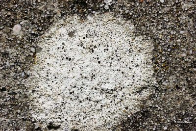 Cementkorst Diplotomma alboatrum.jpg