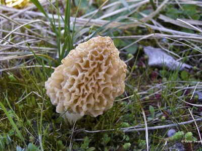 Gewoonmorielje Morchella esculenta.jpg