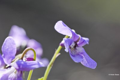 Bleeksporig bosviooltje - Viola riviniana.jpg