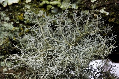 Gewoon baardmos Usnea subfloridana.jpg