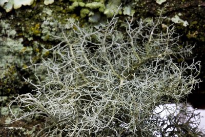 Gewoon baardmos  Usnea subfloridana.jpg