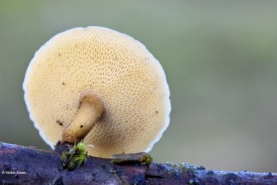 Winterhoutzwam  Polyporus brumalis.jpg